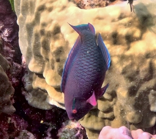 Scarus niger