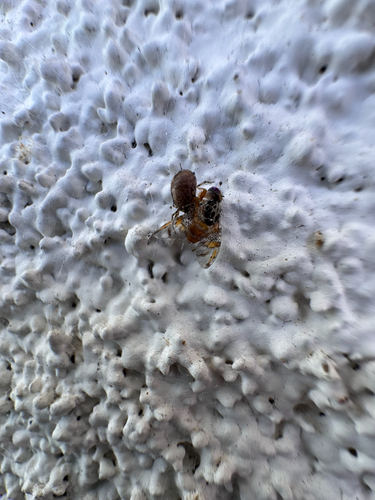 Unknown species found near South Pasadena, CA, US