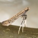 Teucridium Leaf Miner Moth - Photo (c) Brian Patrick, all rights reserved, uploaded by Brian Patrick