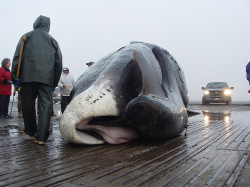 Bowhead Whale
