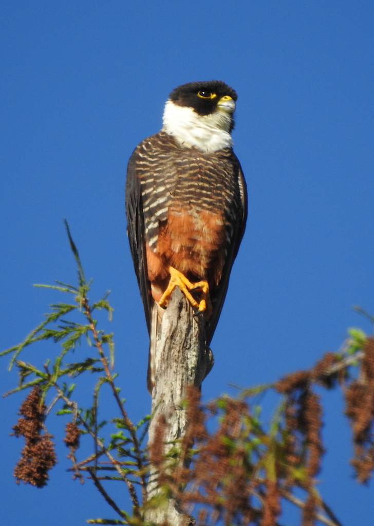 Bat Falcon from San Ignacio, Sin., México on February 24, 2020 at 1245 PM by Sergio Escutia
