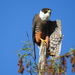 Bat Falcon - Photo (c) Sierra Eco, all rights reserved, uploaded by Sierra Eco