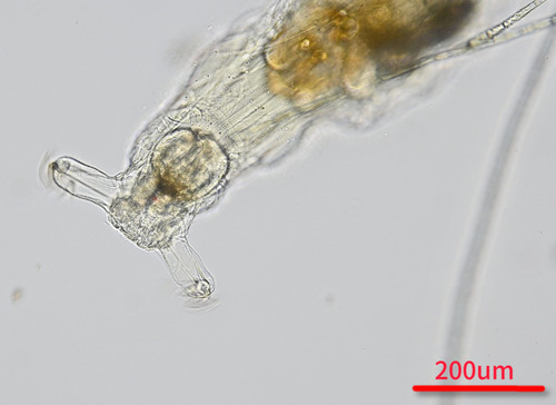 Notommata copeus