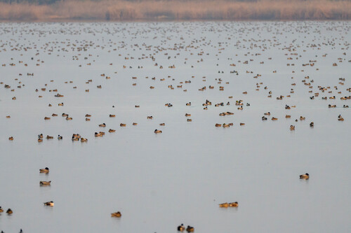 Falcated Duck