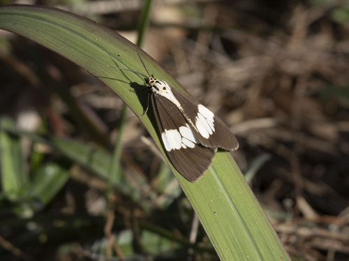 Nyctemera lacticinia