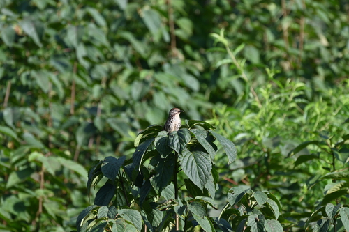 Chinese Babax