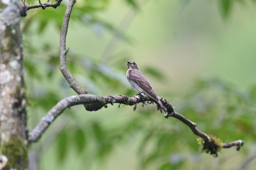 Dark-sided Flycatcher