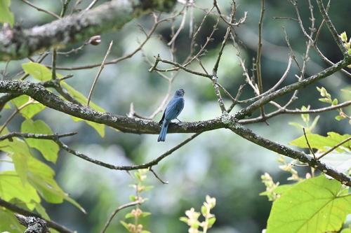Verditer Flycatcher