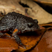 Australian Ground Frogs - Photo (c) J.P. Lawrence, all rights reserved