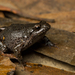 Eastern Smooth Frog - Photo (c) J.P. Lawrence, all rights reserved