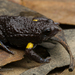 Southern Toadlet - Photo (c) J.P. Lawrence, all rights reserved