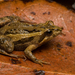 Common Eastern Froglet - Photo (c) J.P. Lawrence, all rights reserved