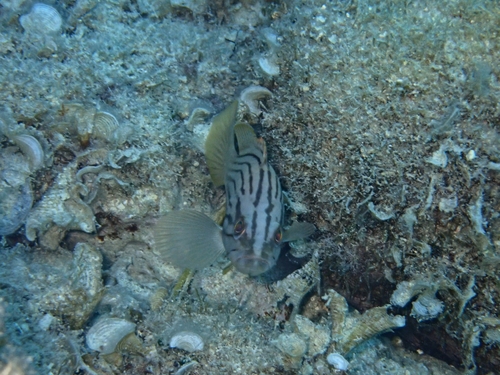 Epinephelus costae