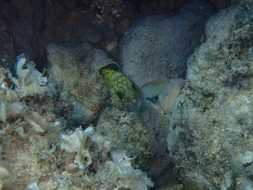 Epinephelus marginatus