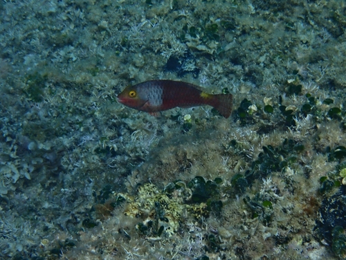 Sparisoma cretense