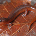 Gulf Coast Mud Salamander - Photo (c) Jake Scott, all rights reserved, uploaded by Jake Scott