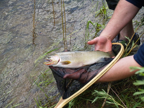 Westslope Cutthroat Trout