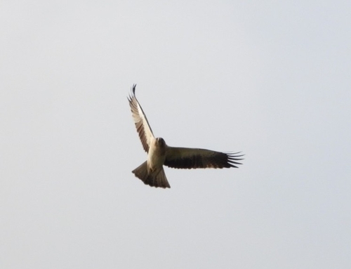 Avistamiento Aguila calzada