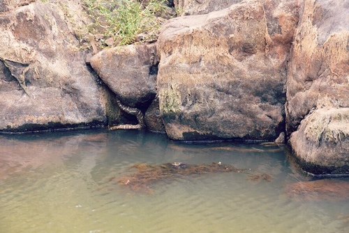 Centralian Carpet Python sighting