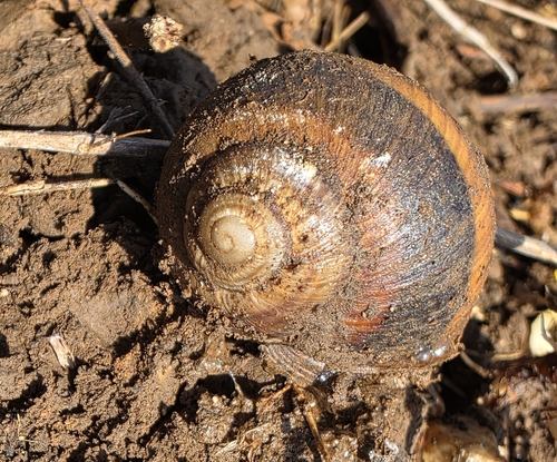 Helix cincta