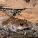 Carpenter Frog - Photo (c) James Skewes, all rights reserved, uploaded by James Skewes