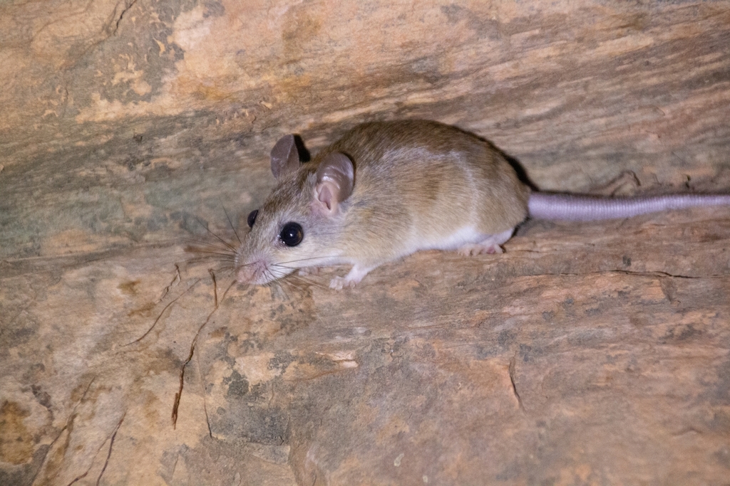 Common Rock Rat from The Grotto on February 17, 2020 at 12:40 PM by ...