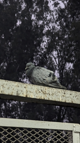Feral Pigeon