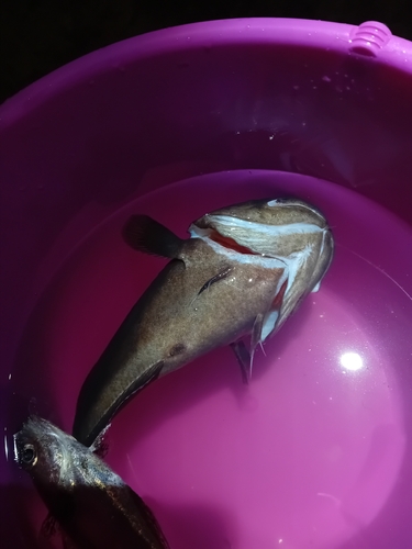 Tadpole Fish