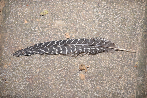 Silver Pheasant