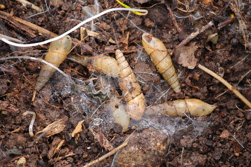 Tortaxis mirus
