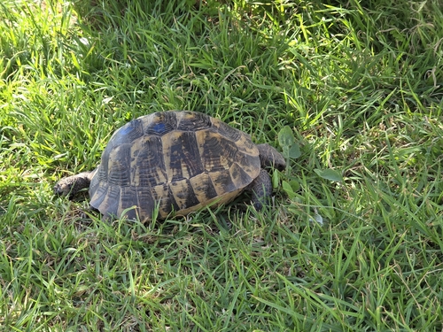 Testudo graeca graeca