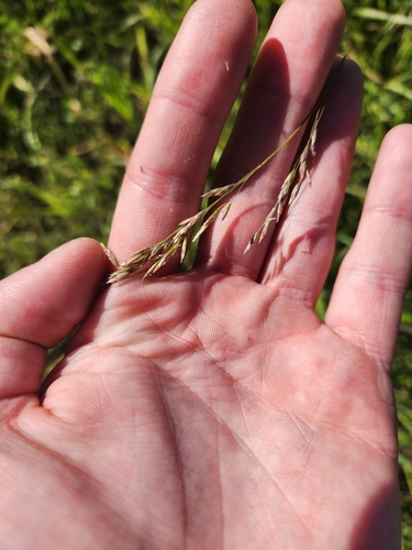 iNaturalist observation photo of Pine bluegrass