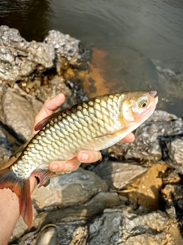 True big-scale tetra
