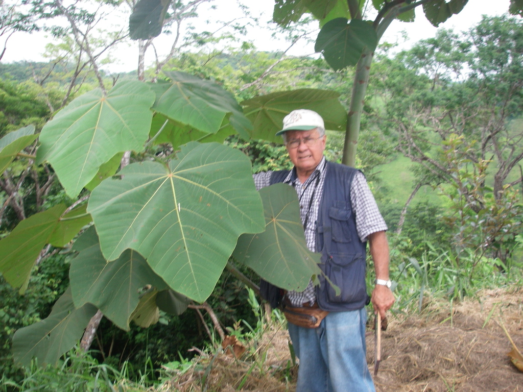Balsa Tree from Guanacaste Province, Costa Rica on February 11, 2007 at ...