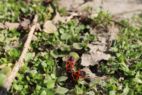 European Firebug