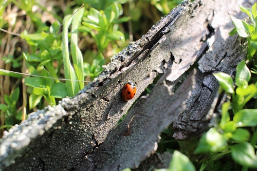 Seven-spotted Lady Beetle