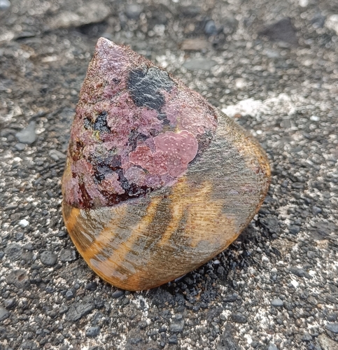 Rochia nilotica