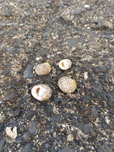 Nerita plicata