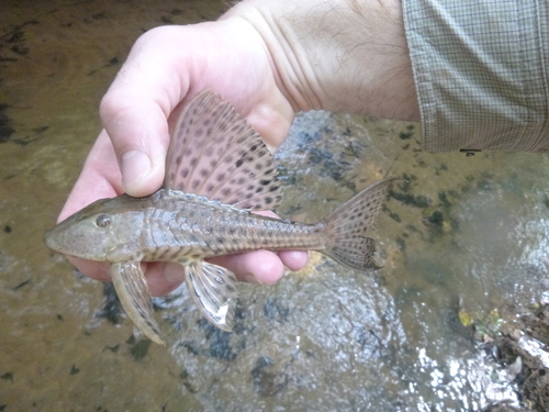 Hemiancistrus aspidolepis · BioDiversity4All