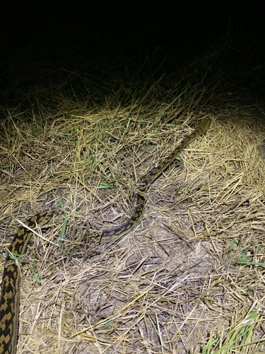 Australian Scrub Python sighting
