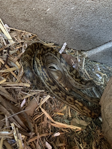 Australian Scrub Python sighting