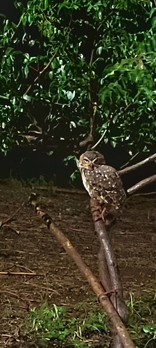 Burrowing Owl