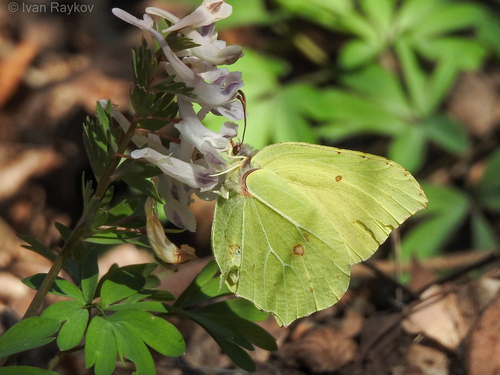 Common Brimstone