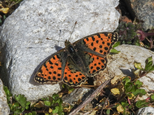 Queen of Spain Fritillary