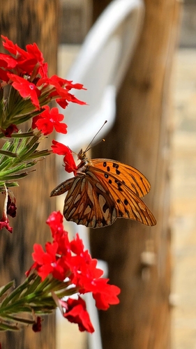 Dione vanillae maculosa