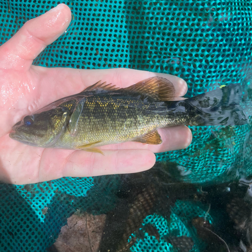 Micropterus notius