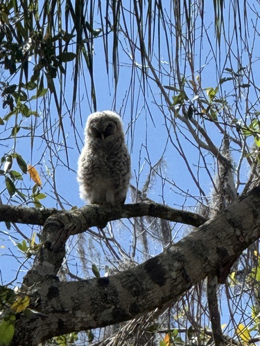View observation of {o.common_name} on iNaturalist