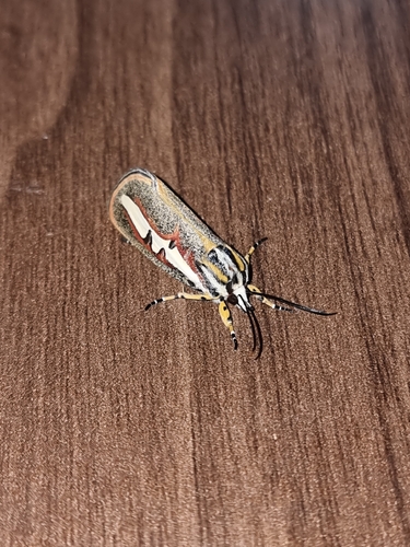 Aegocera rectilinea