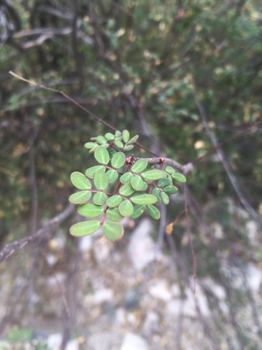 Erythrostemon palmeri