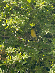 Lesser Goldfinch